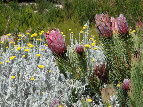 Kirstenbosch National Botanical Garden.